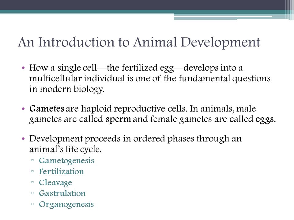 Animal Development I: Fertilization & Cleavage